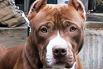 Rubano pitbull e chiedono riscatto, arrestati