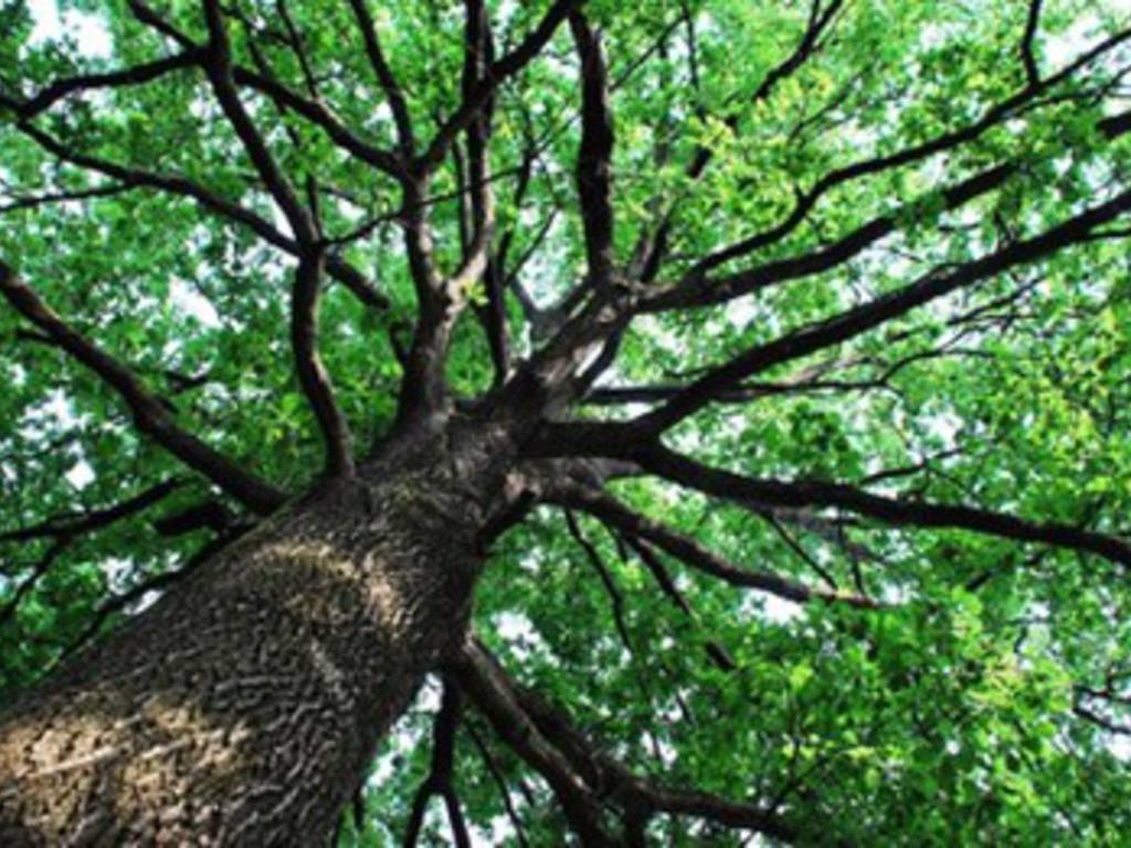 Abruzzo, 4 milioni per le foreste