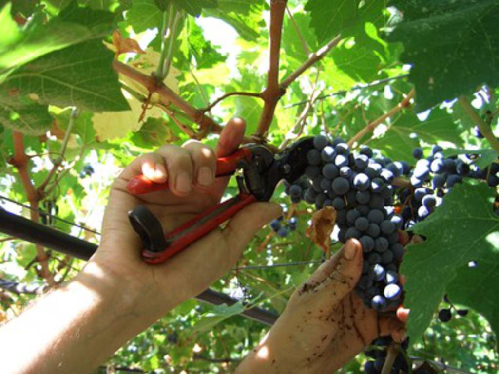 Vendemmia 2014: meno vino ma più buono