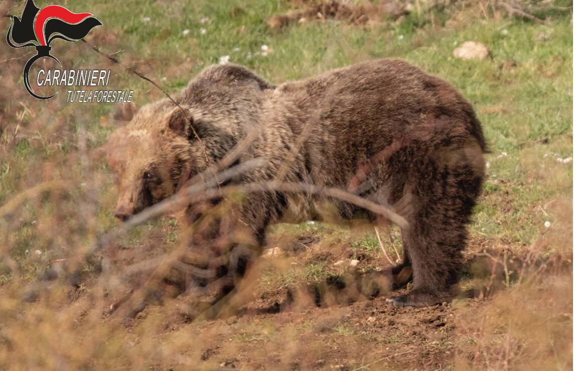 orsa amarena e cuccioli