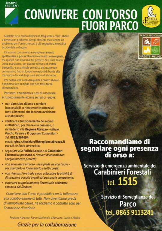 locandina orso