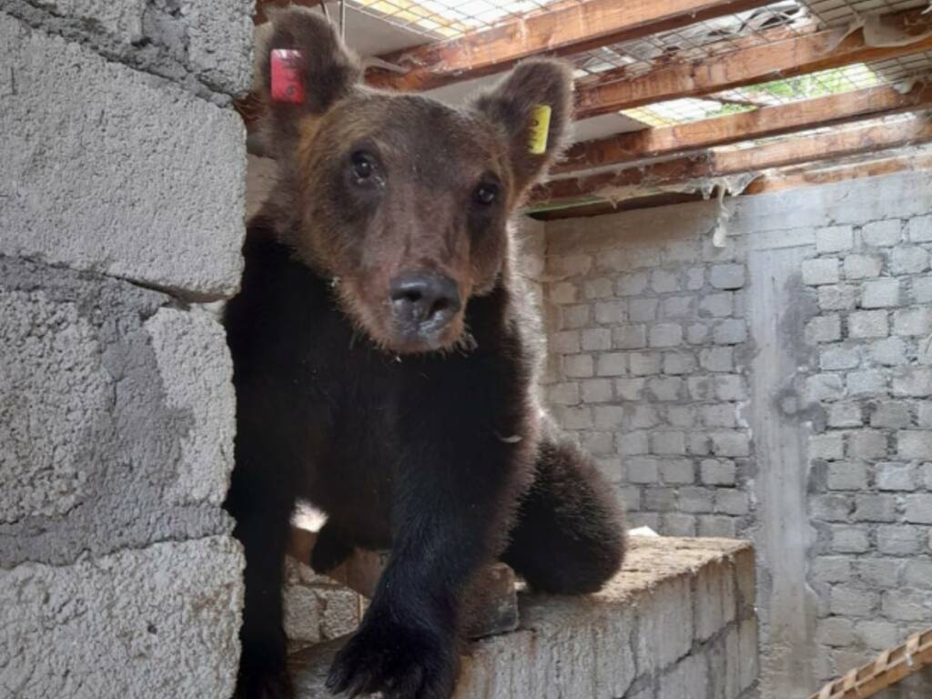 orso Ortona dei marsi 