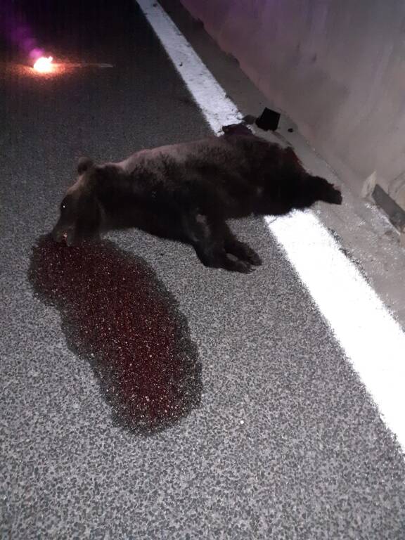 orso investito A25