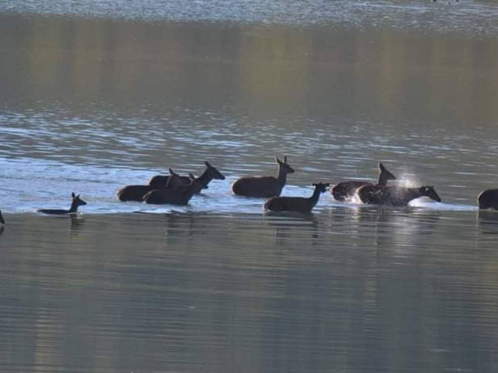 cervi bagno lago di barrea 