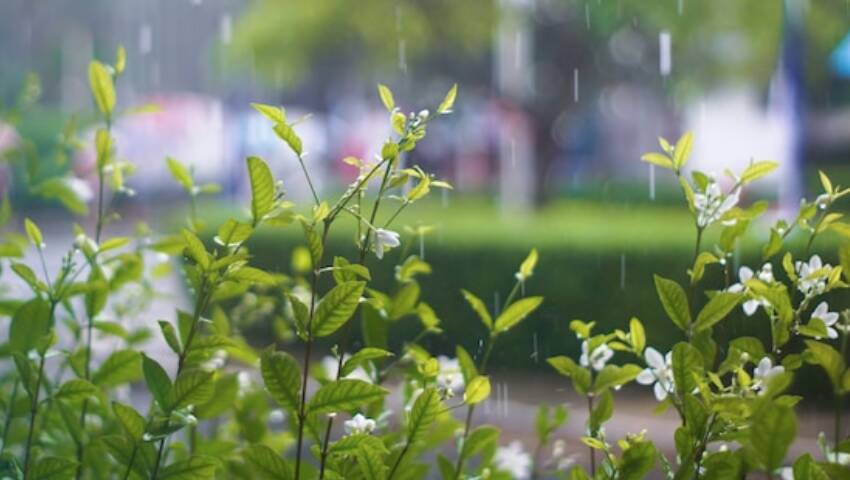 giardini della pioggia 