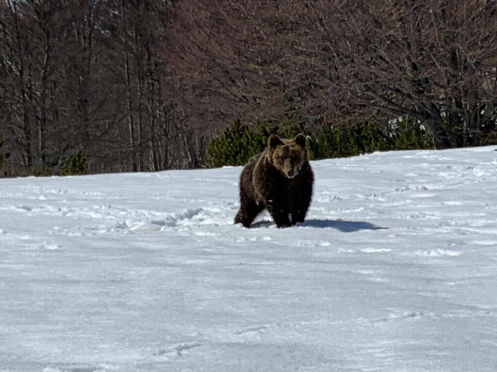 orso juan carrito liberato sulla Maiella 