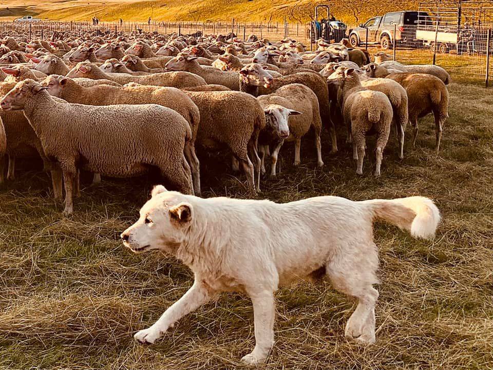 rassegna ovini campo imperatore 