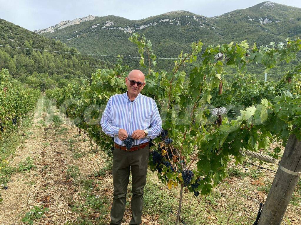 vendemmia mimmo pasetti