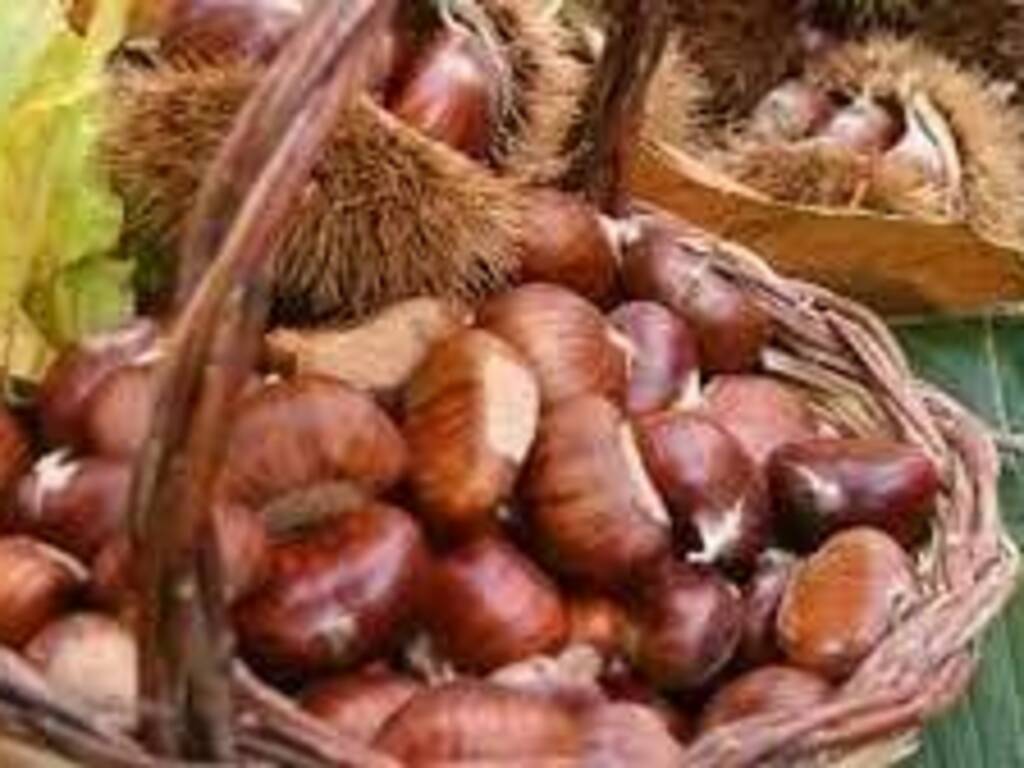 castagne castagna Roscetta