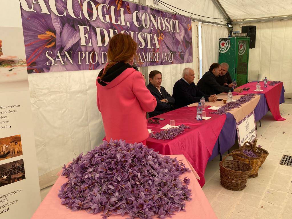 zafferano, raccogli conosci e degusta