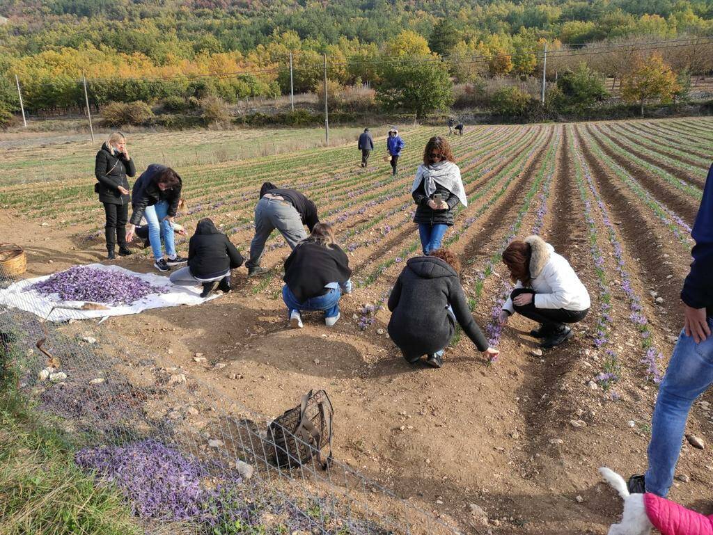 zafferano, raccogli conosci e degusta