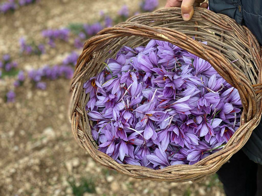 zafferano, raccogli conosci e degusta