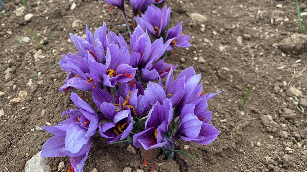 zafferano, raccogli conosci e degusta