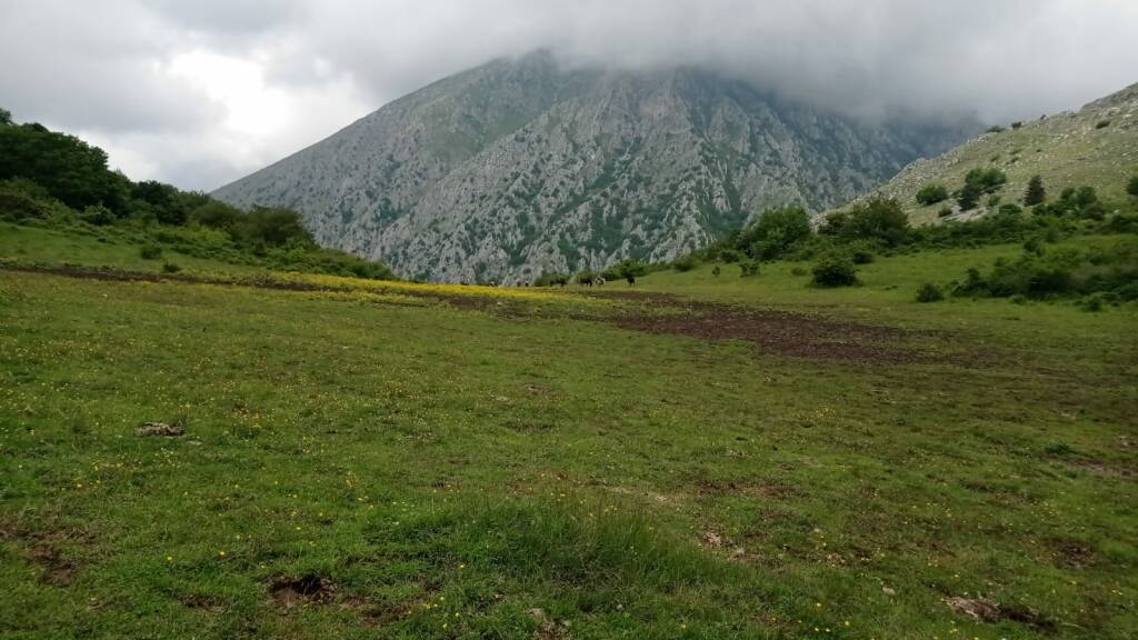 Aielli, carcassa di maiale cosparsa di veleno: “Nuovo attacco criminale contro fauna selvatica”