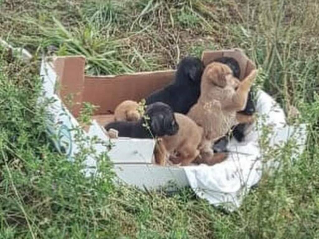 cuccioli abbandonati preturo