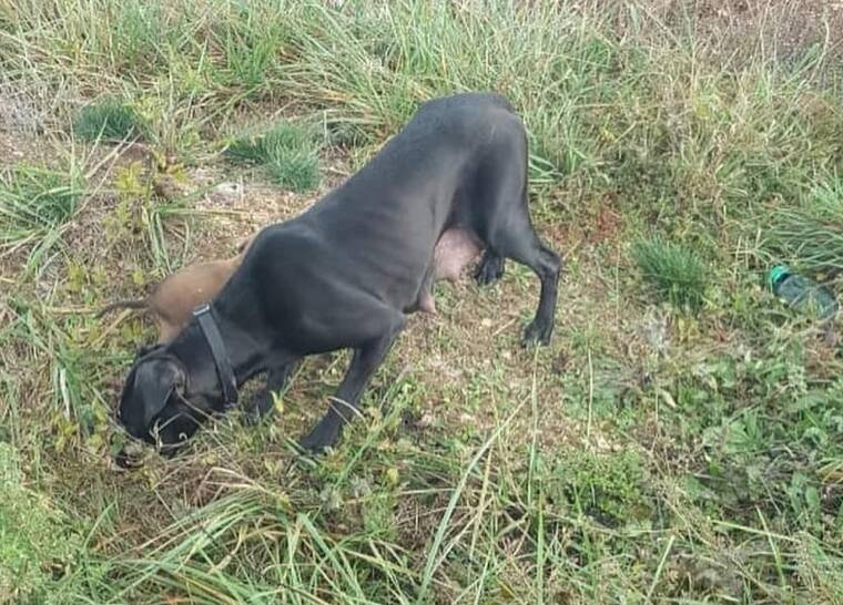 cagnolina abbandonata