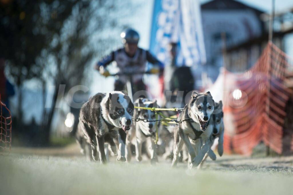 sleddog dryland