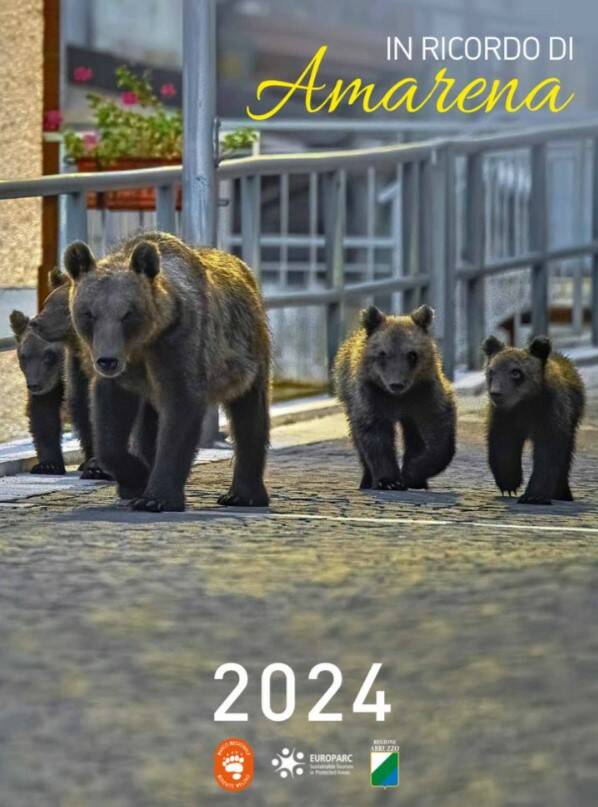 parco sirente velino calendario 2024 orsa amarena