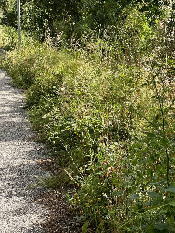 strada provinciale Castronovo Rendinara