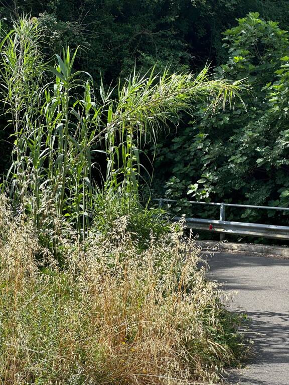 strada provinciale Castronovo Rendinara