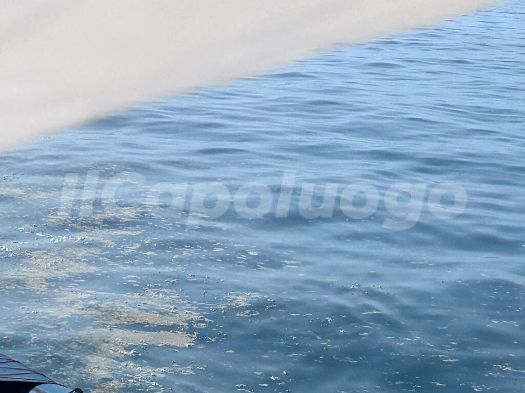 mucillagine mare adriatico 
