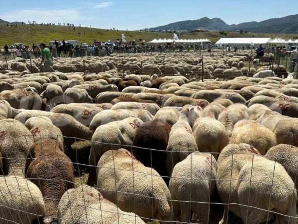 Rassegna ovini 2024 Campo Imperatore