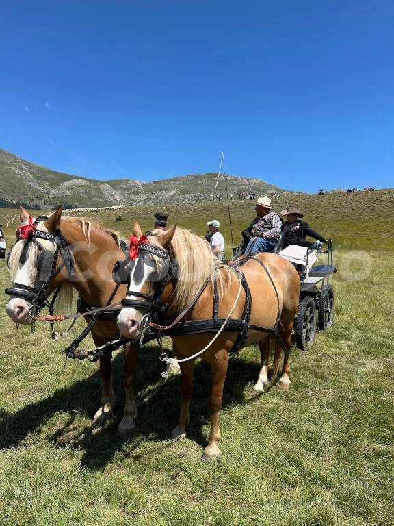 Rassegna ovini 2024 Campo Imperatore